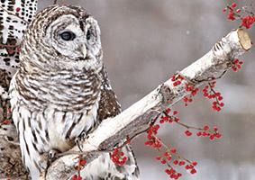 Peaceful, Owl in Winter M11